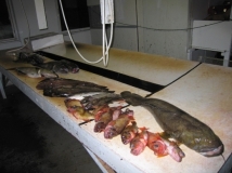 Norwegen: CP Bjørnvika Natursenter - Lumb