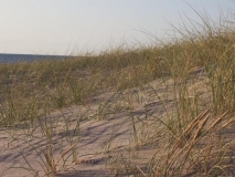 Langerhuse DK Sommer 2008 - Düne mit Strandhafer