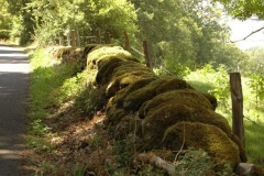 Moosüberwachsene Basaltbrocken bei St.-Côme-d'Olt