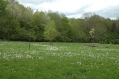Wiese beim CP